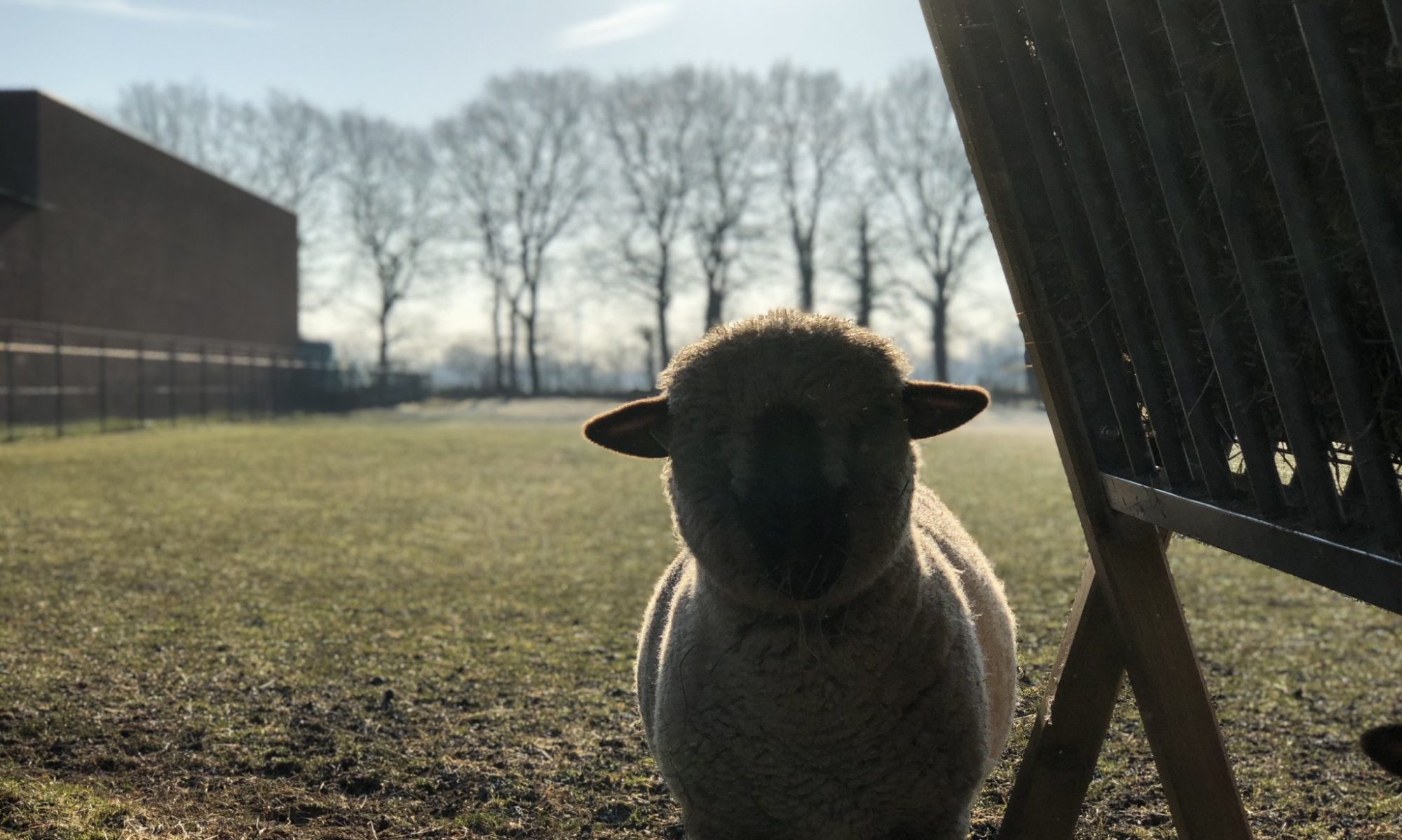 Hobbyboer Tim